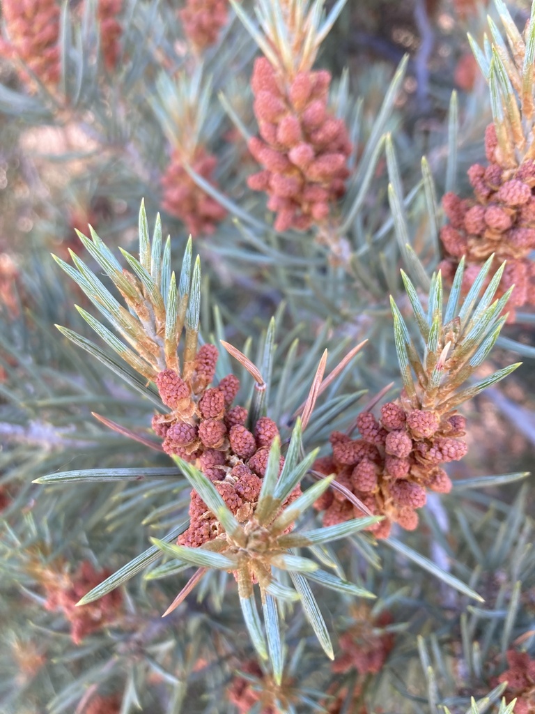 singleleaf pinyon from Hidden Valley Regional Park, Reno, NV, US on ...