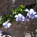 Viola nummulariifolia - Photo (c) mercantour, todos los derechos reservados, subido por mercantour
