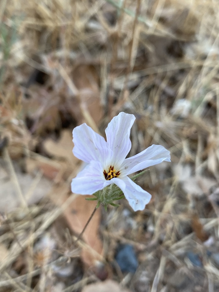 large-flowered leptosiphon in June 2023 by heyfrench · iNaturalist