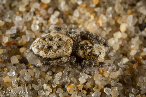 Intertidal Jumping Spider