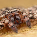 Arañas de Pared - Photo (c) Nicky Bay, todos los derechos reservados, subido por Nicky Bay