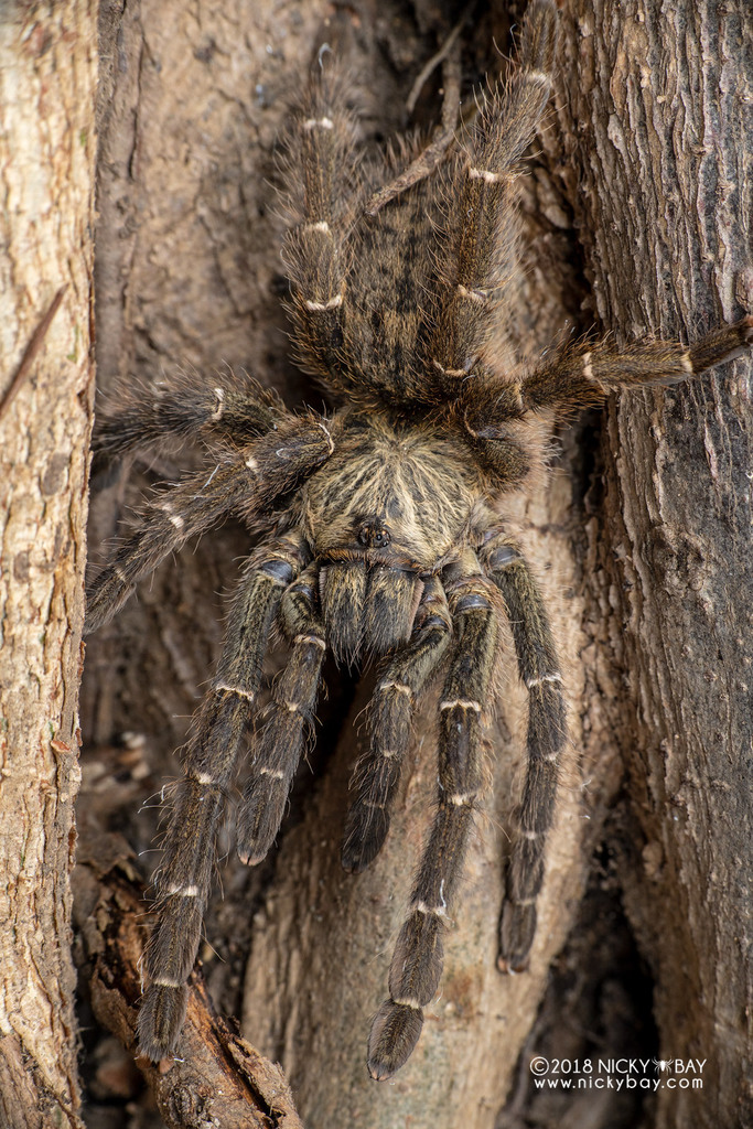 Usambara Baboon Tarantula From 29C2+9GV, Chitengo, Mozambique On May 22 ...