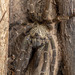 Usambara Baboon Tarantula - Photo (c) Nicky Bay, all rights reserved, uploaded by Nicky Bay