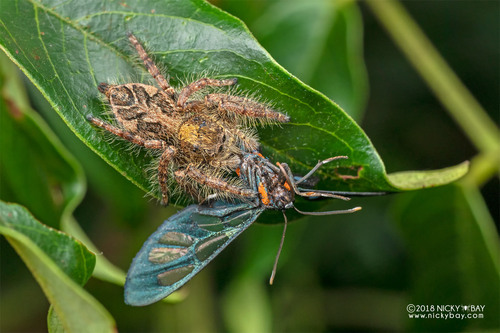 Hyllus treleaveni