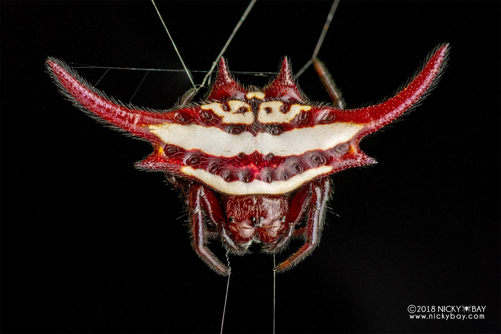 Scimitar-horn Kitespider from 29C2+9GV, Chitengo, Mozambique on May 23 ...