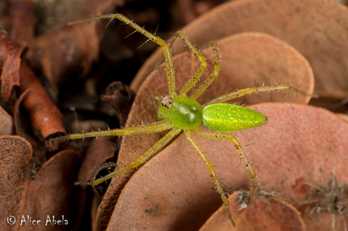 Lesser Green Lynx Spider