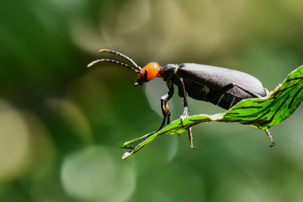 Epicauta hirticornis from 台灣台北 on June 30, 2023 at 0921 AM by