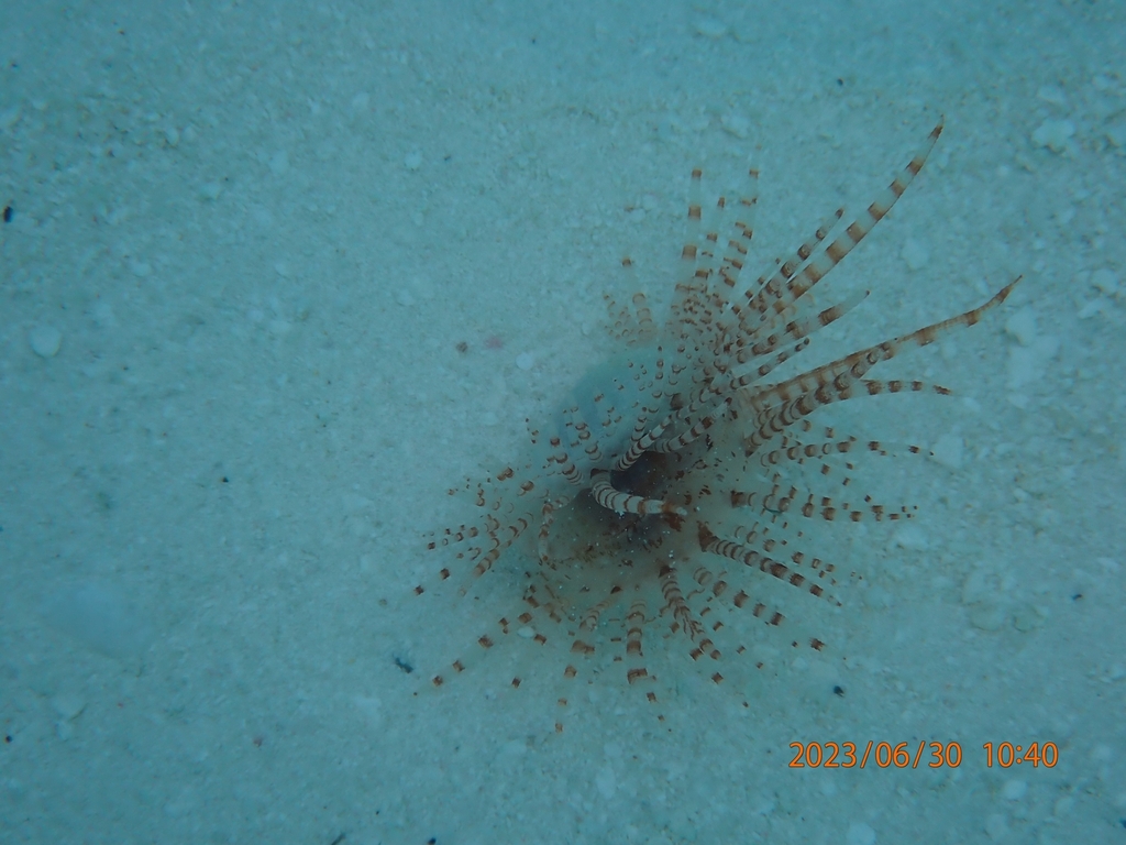 Fragile Shell Fragile File Shell from Maldives on June 30, 2023 at 10:40 AM by Amir ...