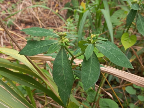 painted spurge