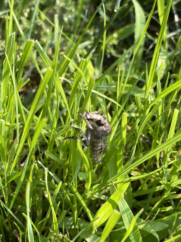 Giant Robber Flies from Charlesworth Dr, Sarnia, ON, CA on June 30