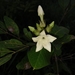 Schubertia grandiflora - Photo (c) Marcos Silveira, todos los derechos reservados, subido por Marcos Silveira
