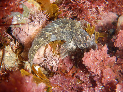 Bay Blenny