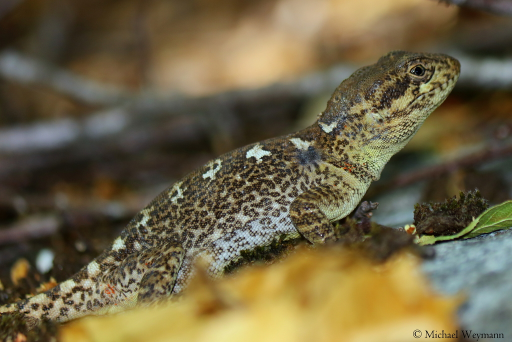 valeria-s-grumbler-in-november-2018-by-michael-weymann-inaturalist