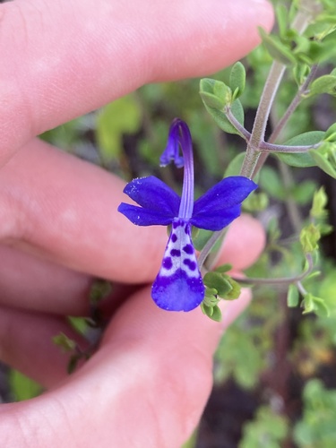 Trichostema bridgesii-orzellii K.S.McClell., 2023