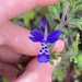 Trichostema bridgesii-orzellii - Photo (c) Brandon Woo, כל הזכויות שמורות, הועלה על ידי Brandon Woo