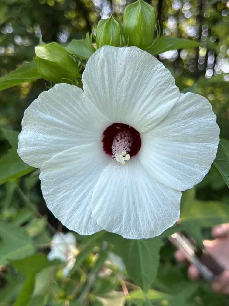 Halberdleaf Rosemallow from Harry Hines Blvd, Dallas, TX, US on June
