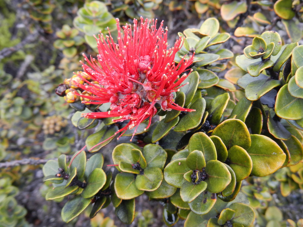 ʻŌhiʻa Lehua (Metrosideros polymorpha) · iNaturalist