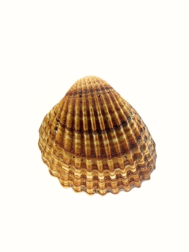 Rough Cockle