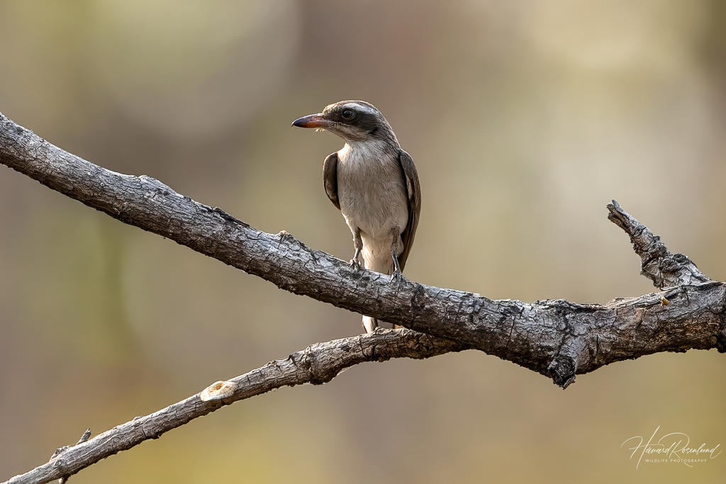 Common Woodshrike photo