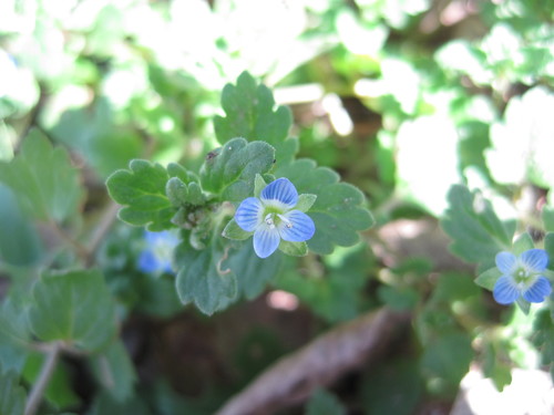 Grey Field-speedwell