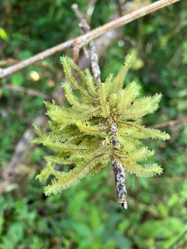 Plagiochila montagnei
