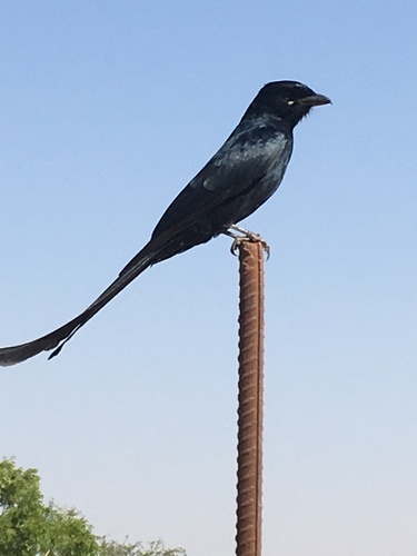 Black Drongo