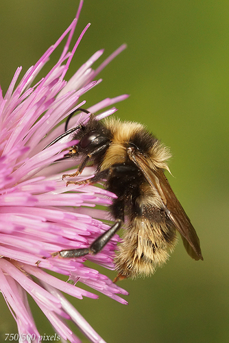 Field Cuckoo Bumble bee