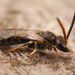 Lasioglossum pauxillum - Photo (c) Henk Wallays, όλα τα δικαιώματα διατηρούνται, uploaded by Henk Wallays