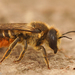 Brown-footed Leafcutter Bee - Photo (c) Henk Wallays, all rights reserved, uploaded by Henk Wallays