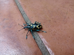 Exophthalmus nicaraguensis image