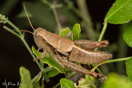 Conalcaea cantralli