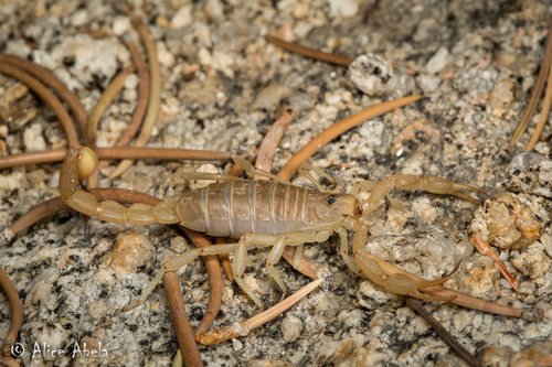 Beck's Desert Scorpion
