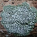 Pore Lichen - Photo (c) entomologe, all rights reserved, uploaded by entomologe