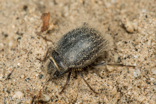 Edrotes ventricosus