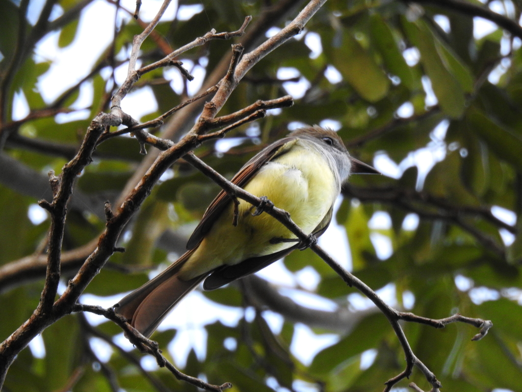 Great Crested Flycatcher from Sin Nombre, 77500 Cancún, Q.R., México on ...