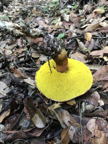 viscid bolete