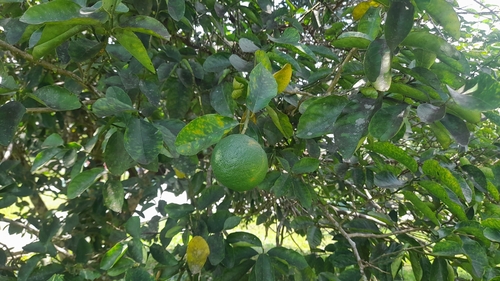 kabosu (Citrus sphaerocarpa)