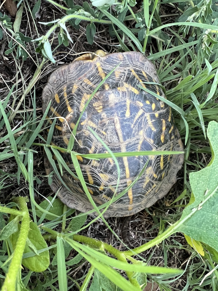 Common Box Turtle in June 2023 by B'Mer Woods · iNaturalist