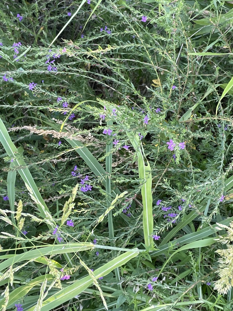 Winged Loosestrife from Harry Hines Blvd, Dallas, TX, US on June 30 ...