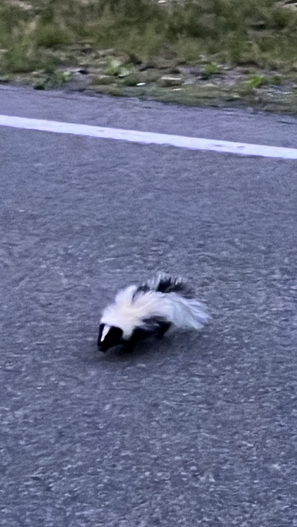 Striped Skunk from Blackwater Falls Rd, Parsons, WV, US on June 30
