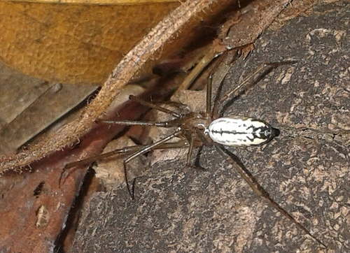 Sierra Dome Spider