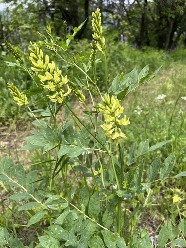 Astragalus fraxinifolius