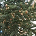 Picea glauca - Photo (c) drbowser, todos los derechos reservados