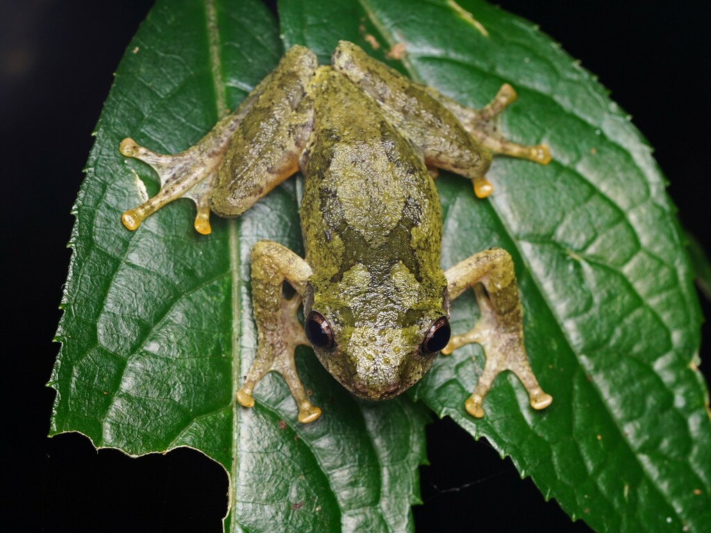 Eiffinger's Tree Frog (Kurixalus eiffingeri) · iNaturalist