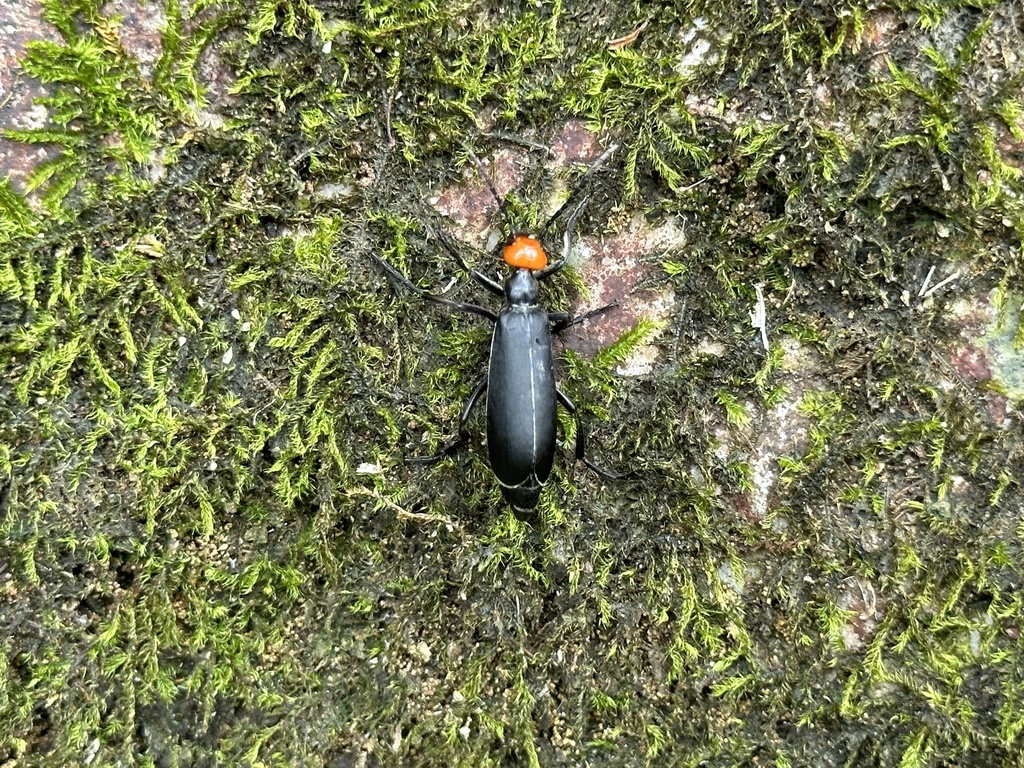 Epicauta hirticornis from Taiwan, 冬山, ILA, TW on July 1, 2023 at 1140