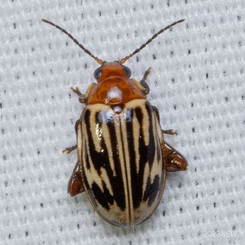 Ora troberti (Guérin-Méneville, 1861)