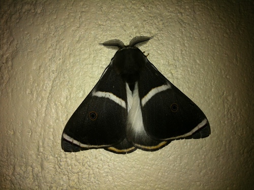 Leucopteryx ansorgei