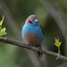 Red-cheeked Cordonbleu - Photo (c) Asrat Ayalew, all rights reserved, uploaded by Asrat Ayalew
