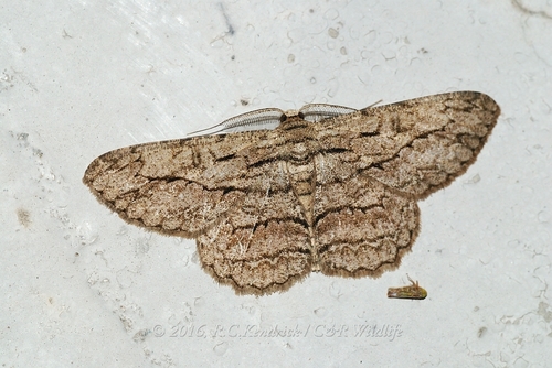 Hypomecis transcissa (Walker, 1860)
