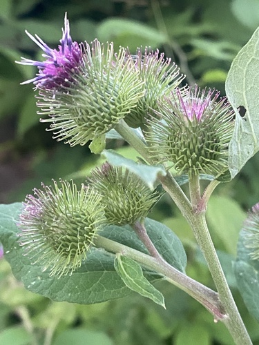 Arctium lappa